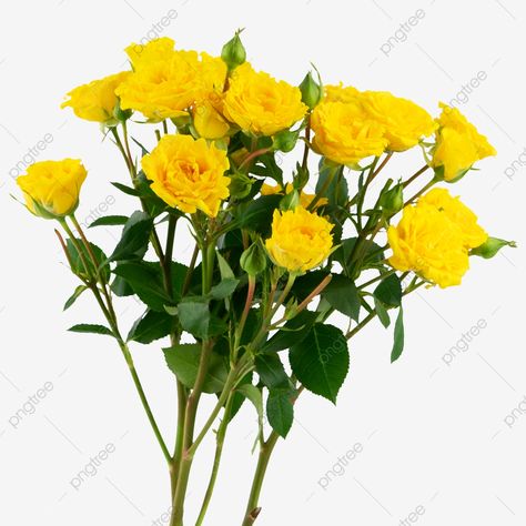 Rose Flower Png, Yellow Rose Flower, Pink Flowers Background, Leaves Png, Yellow Petals, White Rose Flower, Red Rose Petals, Rose Wedding Bouquet, Flower Yellow