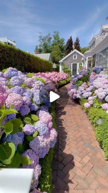 @saltairenantucket on Instagram: "Oh my glory, what a beautiful season for Hunky Dory! 💜🌸💙 #nantucket hydrangeas #hydrangealove #flowers #flowerstagram #summer #july #garden #gardendesign #fyp #fypシ #cottagegarden" Landscaping With Hydrangeas Front Yards, Hydrangea Garden Front Yard, Hydrangea Season, Garden Hydrangea, July Garden, Hydrangea Landscaping, Landscaping With Large Rocks Natural, Hunky Dory, Hydrangea Care