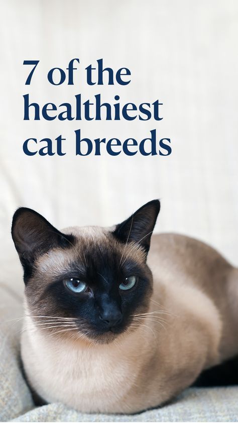 Here’s what to know about some of the healthiest cat breeds and how to care for them.  #cat #cats #healthycat Friendliest Cat Breeds, Cat Breeds Chart Pictures, Long Hair Cats Breeds, Cat Breeds Hypoallergenic, Black Cat Breeds, Domestic Cat Breeds, Rare Cat Breeds, Exotic Shorthair Cat, Calming Cat