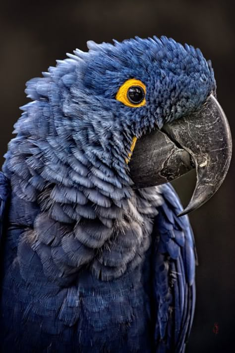 Photo Hyacinth Macaw, Blue Macaw, Birds Parrots, Macaw Parrot, Bird Photos, Parakeets, Bird Pictures, Exotic Birds, Tropical Birds