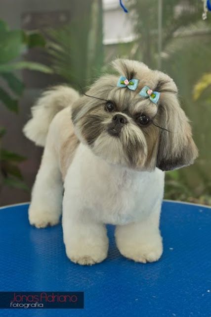 8 fotos de Shitzu depois da tosa - Shih Tzu Brasil Shih Tzu Haircuts, Perro Shih Tzu, Chien Shih Tzu, Shitzu Dogs, Shih Tzu Grooming, Shitzu Puppies, Dog Haircuts, Dog Cuts, Labrador Retriever Puppies