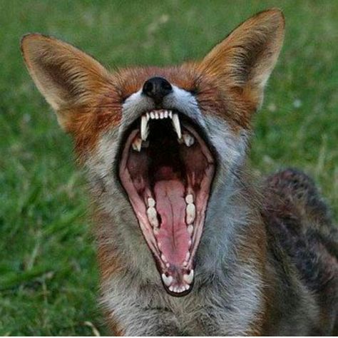 Fox Teeth, Angry Fox, Fox Facts, Dog Anatomy, Creative Commons Images, Fox Lover, Fennec Fox, Fox Hunting, Tattoo Project