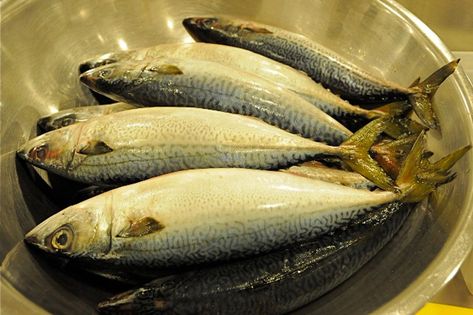 Japanese Mackerel Recipe, Salted Mackerel Recipe, Fresh Fish Recipes, Surimi Recipes, Ciroc Recipes, Crohns Recipes, King Mackerel, Fish Japanese, Mackerel Recipes