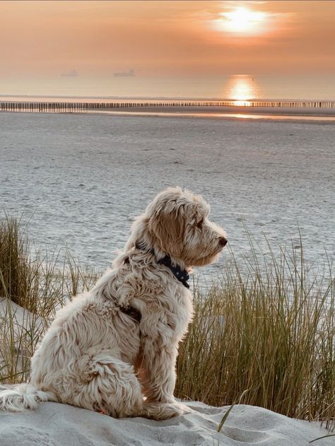 Labradoodle#australianlabradoodle#australiancobberdogs#cobberdog#cobberdogsofinstagram#puppy#puppylove#dogsofinstagram#dogofroad#labradoodle#familyfriend#dogincamper#dogincampervan#camperhund#hundeontour#vanlifedog#childrenandcobberdog#cobberdogpuppy#doodlesclubofinstagram#doodlesontheroad#traveldogs#sleepingdogsofinstagram#campingwithdogs#vanlifewithdogs#hundaufreisen#swissdogsofinstagram#hundammeer#farbewiedersand Labradoodle Aesthetic, Brown Labradoodle, Australian Labradoodle, Labradoodle Puppy, Golden Doodle, Manifestation Board, Labradoodle, Goldendoodle, Puppy Love