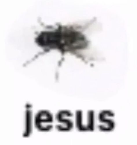 Low Quality Bug Names, Blurry Bugs With Names, Bugs With Names, Insects Names, Silly Names, Hi Welcome To Chili's, Cool Bugs, Silly Images, Silly Pictures