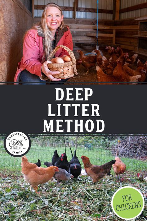 Deep Bedding Chicken Coop, Chicken Coop Flooring Bedding, Chicken Coop Floor Ideas, Chickens Backyard Breeds, Deep Litter Method, Chicken Coop Bedding, Happy Chickens, Bed On The Floor, Animal Farming