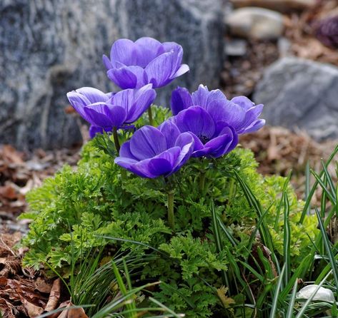 Photo of Grecian Windflower (Anemone coronaria 'Lord Lieutenant') uploaded by evermorelawnless Anemone Coronaria, Photo Location, Anemone, Plant Care, Garden Landscaping, Garden Plants, Perennials, Landscaping, Lawn