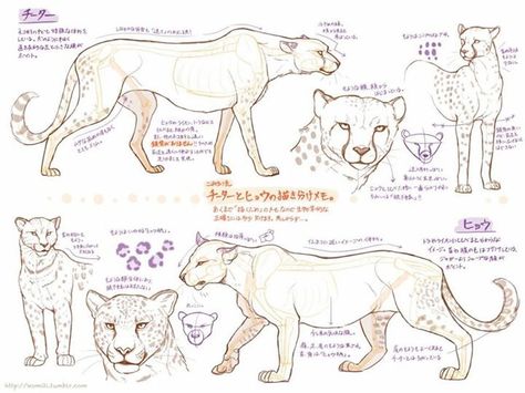 Leopard/cheetah Feline Anatomy, Cheetah Drawing, Cat Anatomy, Nature Sketch, Animal Anatomy, Big Cats Art, Animal Study, Types Of Animals, Anatomy Drawing