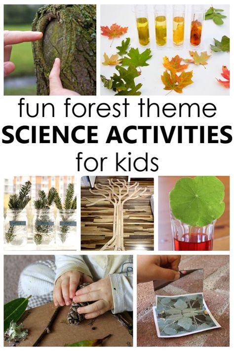 These fun forest science activities and tree theme science investigations are a wonderful way to help kids learn about the forest and parts of a tree. Tree Science Kindergarten, Ecosystems Preschool, Layers Of The Forest Activity, Enchanted Forest Preschool Activities, Forest Theme Activities For Preschool, Forest Provocation, Forest Unit Study, Trees And Forests Grade 6 Science, Forest Animals Toddler Activities