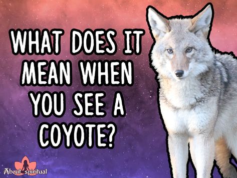 Coyote Spirit Animal Meaning, Coyote Spiritual Meaning, Coyote Meaning, Coyote Quotes, Meditation Signs, Coyote Symbolism, White Coyote, Animal Totem Spirit Guides, Coyote Animal