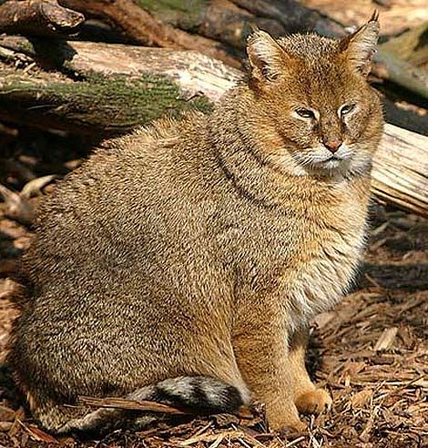 What cats looked like before they became pets... who would have wanted this ugly ass thing as a pet? Chausie Cat, Black Footed Cat, Cats Orange, Small Wild Cats, Sand Cat, Cat Species, Jungle Cat, Exotic Cats, Nile River