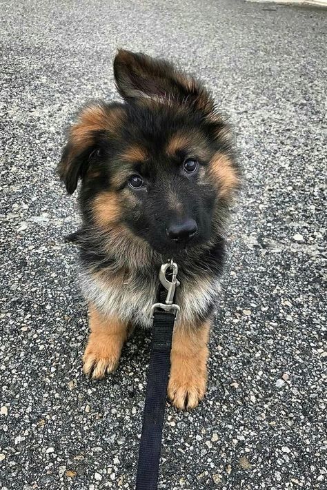 Haiwan Comel, Cute Puppy Breeds, Anak Haiwan, Cele Mai Drăguțe Animale, Psy I Szczenięta, Haiwan Lucu, Super Cute Puppies, 골든 리트리버, Really Cute Dogs