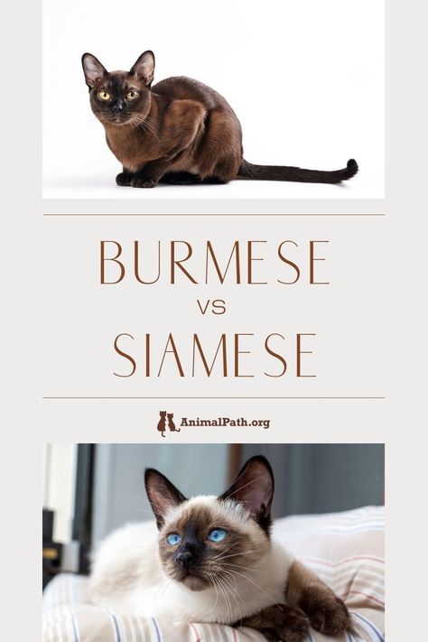 Burmese vs Siamese: What are the differences? Burmese Cat Tattoo, Cats In House, Burmese Cats, Best Cat Breeds, Painting Cats, Large Cat Breeds, Tonkinese Cat, Tattoo Anime, Burmese Cat