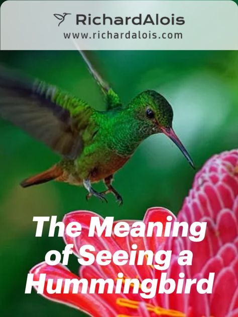 Apparently, the hummingbird is a magical creature that is like no other, and when it shows up in your life, it symbolizes that you are doing well. It means that you have a unique way of handling life challenges; you have amazing strength and flexibility. Frankly speaking, the hummingbird is a powerful spiritual messenger. Richard Alois, birds facts, List Of Spirit Animals, Bird Symbolism, Bird Facts, Animal Symbolism. Hummingbird Spirit Animal, Humming Bird Tattoo Meaning, Augury Witch, Bird Symbolism Meaning, Hummingbird Spiritual Meaning, Hummingbird Facts, Hummingbird Meaning, Hummingbird Tattoo Meaning, Hummingbird Symbolism