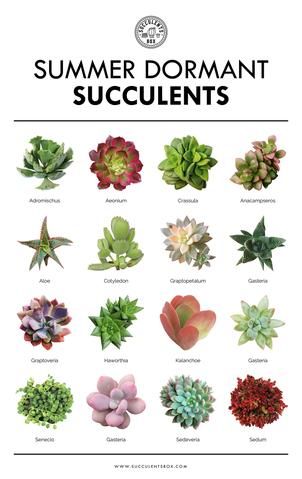 More importantly, if you grow your succulents indoors, they most likely never go dormant and you can continue to water them on the same schedule all year round. Different Types Of Succulents, Tanaman Sukulen, Types Of Succulents Plants, Kaktus Dan Sukulen, Succulent Species, Succulent Garden Diy, Types Of Succulents, Growing Succulents, Succulent Gardening