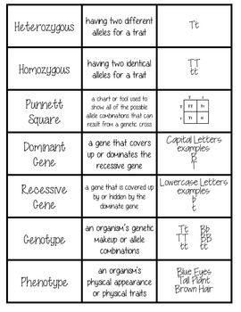 Genetics Card Sort Vocabulary Activity Punnett Square Activity, Life Science Classroom, Genetics Activities, Punnett Squares, Biology Classroom, 7th Grade Science, High School Biology, Science Learning, Nursing School Survival