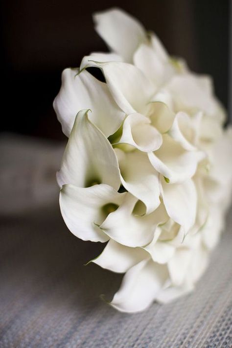 Outdoor Wedding Flowers, Mini Calla Lilies, Calla Lilies, Diy Bouquet, Atlanta Wedding, Calla Lily, White Flower, Love Flowers, My Flower