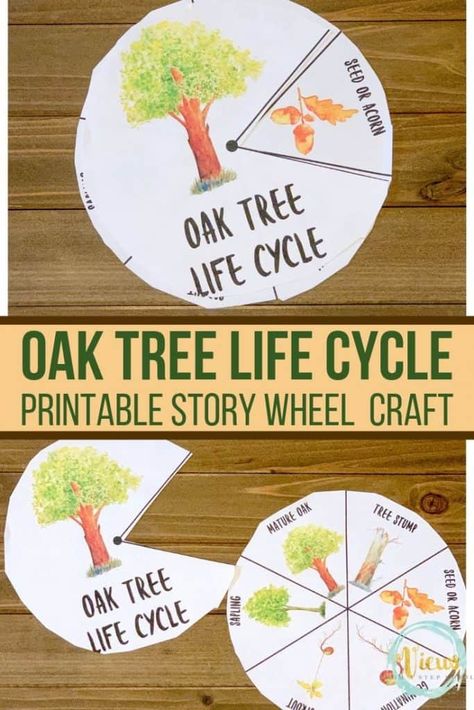 Tubishvat Crafts, What Grows On Trees Preschool, Life Cycle Of Tree Preschool, Tree Cycle Preschool, Acorn Life Cycle, Oak Tree Life Cycle, Life Cycle Of An Oak Tree, Oak Art, Life Cycle Of A Tree Preschool