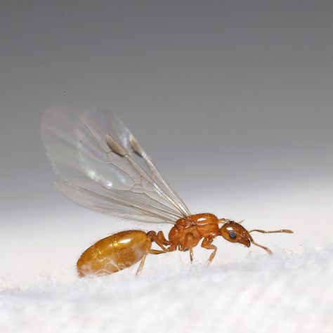 Homeowner’s Guide To Flying Ants Ants With Wings, Ant Life Cycle, Ant Trail, Sugar Ants, Types Of Ants, Flying Ants, Ant Bites, Ant Species, Fire Ant