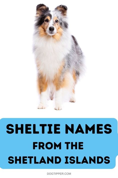 Blue Merle Sheltie, Shetland Sheepdog Blue Merle, Sheltie Puppy, Best Dog Names, Shetland Sheepdog Puppies, Sheltie Dogs, Shetland Sheep, Shetland Islands, Shetland Pony