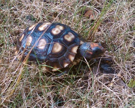 Red Footed Tortoise Habitat Indoor, Redfoot Tortoise, Tortoise Cage, Pet Tortoise, Big Tortoise, Red Footed Tortoise, Dog Food Delivery, Tortoise Food, Tortoise Table