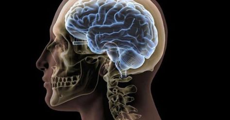 Researchers Uncover the Mathematics of Brain Waves Brain Side View, Skull And Brain, Multiple Intelligences, Cerebral Cortex, Brain Stimulation, Mathematical Model, Pediatric Care, Information And Communications Technology, Human Skull