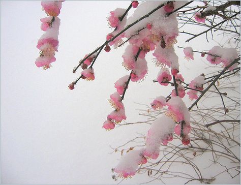 Flowers In Snow, Fenced Yard, Snow Princess, Plum Tree, Capitol Hill, Spring Is Coming, Winter Aesthetic, Fallen Angel, Pretty Places