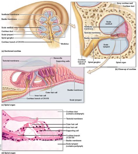 Structure of the Cochlea and Spiral Organ. The cochlea exhibits a snail-like spiral shape and is composed of three fluid-filled ducts. (a) A section through the cochlea details the relationship among the three ducts: the cochlear duct, scala vestibuli, and scala tympani. (b) A magnified view of the cochlea. (c) Hair cells rest on the basilar membrane of the spiral organ within the cochlear duct. (d) Light micrograph of the spiral organ. Audiology Student, Physiology Study, Medical Illustrations, Ear Anatomy, Studying Medicine, Evolutionary Biology, Hearing Health, Ear Health, Ear Parts