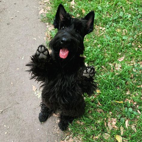 15 Reasons Why People Prefer Scottish Terriers to Other Dog Breeds | Page 2 of 3 | PetPress Scottie Puppies, Scottish Terrier Puppy, Rare Dogs, Scottie Terrier, Kerry Blue Terrier, Toy Fox Terriers, Tibetan Terrier, Scotty Dog, Rat Terrier