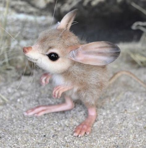 Baby long-eared jerboa. Photographer unknown. Long Eared Jerboa, Teddy Bears For Sale, Cute Hamsters, Handmade Teddy Bears, Animal Ears, Chipmunks, Bored Panda, Animal Kingdom