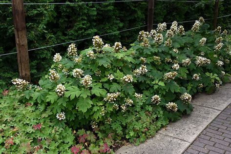 Click to view a full-size photo of Sikes Dwarf Hydrangea (Hydrangea quercifolia 'Sikes Dwarf') at Weston Nurseries Oak Leaf Hydrangea, Dundas Ontario, Shade Tolerant Plants, Hydrangea Quercifolia, Oakleaf Hydrangea, Full Size Photo, Patio Balcony, Plant Information, Landscaping Supplies