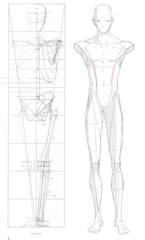 Man Anatomy, Anatomy Tutorial, Human Anatomy Drawing, Body Sketches, Body Drawing Tutorial, Human Figure Drawing, Anatomy Sketches, Anatomy Poses, Body Reference Drawing