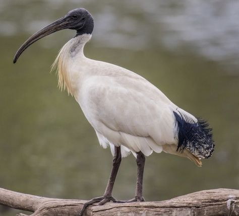 Australian White Ibis, Ibis Bird, Bird Magic, Bin Chicken, Australia Tattoo, White Ibis, Bird Reference, Alphabet Animals, Retro Disney