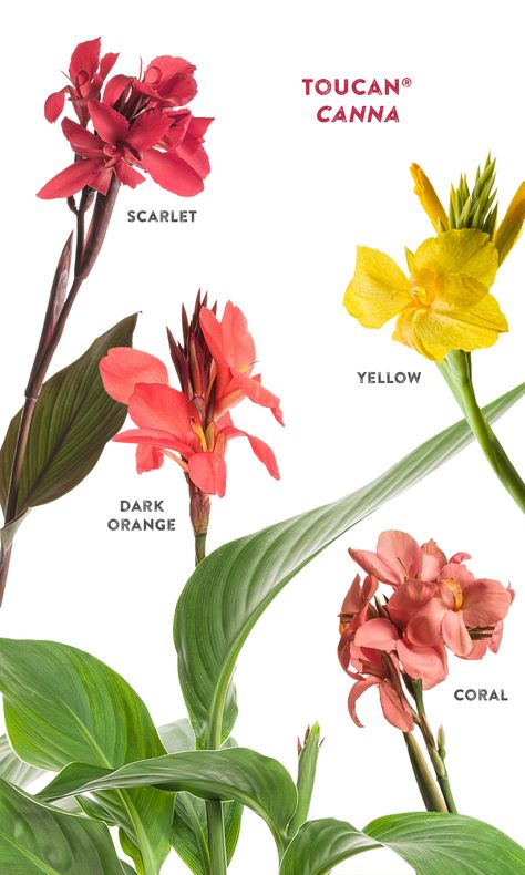 Tropical Plants For Zone 9, Canna Lily Varieties, Cannas Flowers, Canna Lily Landscaping, Kerala Flowers, Canna Lily Care, Clean Landscaping, Canna Lily Garden, Fast Growing Pine Trees