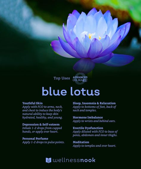 Blue Lotus Spiritual Meaning, Blue Lotus Flower Benefits, Lotus Spiritual, Blue Lotus Flower, Blue Lotus, Pink Lotus, Spiritual Meaning, Healing Herbs, Natural Herbs