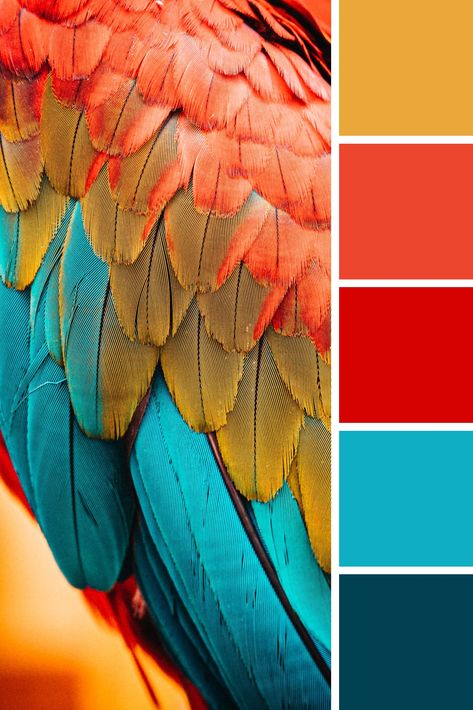 Turquoise Red Blue Color Palette, Pacific Color Palette, Turquoise Red Color Palette, Blue Red Gold Color Palette, Red Complementary Colors, Red And Turquoise Color Palette, Red Blue Teal Color Palette, Blue Red Color Scheme, Red Blue Orange Color Scheme