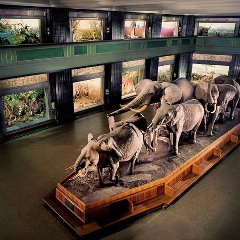 The African elephant diorama is one of the Museum's iconic exhibits.  © AMNH/K. Regan Ancient Astronomy, Experiential Graphic Design, Hunting Room, Eastern Oregon, Nature Museum, Museum Displays, Treasure Planet, African Elephant, Museum Exhibition