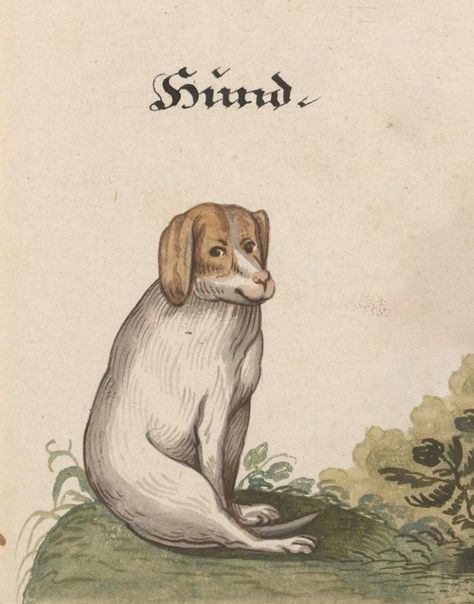 Funny Medieval, Ugly Animals, Medieval Drawings, Medieval Artwork, Medieval Paintings, Art Twitter, Funny Paintings, Baroque Art, Forest Creatures