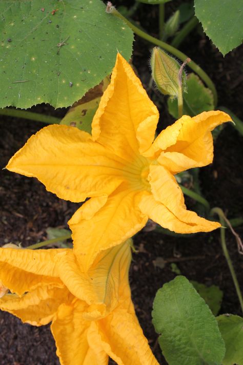 August 9th - The pumpkin plant (Curcubita pepo) is covered in lovely yellow orange flowers. They look like stars - by S.v.Soest Squash Blossom Drawing, Jd Tattoo, Burrito Filling, Pumpkin Plant, Squash Flowers, Yellow Orange Flowers, Pumpkin Leaf, Planting Pumpkins, Squash Blossoms