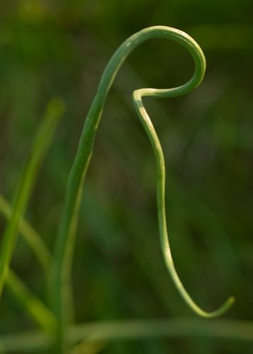 The letter R by rookx, via Flickr Organic Lettering, Natural Alphabet Letters, Natural Typography, Letter R Exploration, Organic Typography, Alphabet Photography Letters Nature, Plant Alphabet Letters, Alphabet Art Photography, Letter Art Photography