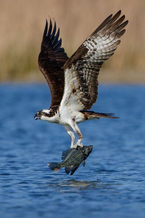 Pandion haliaetus, Osprey, Sea Hawk. The osprey is one of only six land-birds with a cosmopolitan distribution, except Antarctica. Large, mostly white raptor that cruises over lakes, rivers, and coastal waterways in search of fish, with fish making up 99% of its diet. Prey is first sighted when the osprey is 10–40 m above the water, after which the bird hovers momentarily then plunges feet first into the water. The call is a series of sharp whistles, described as cheep, cheep or yewk, yewk. Birds Of Prey In Flight, Osprey Catching Fish, Osprey With Fish, Osprey Painting, Osprey Art, Bird Catching Fish, Bird In Water, Osprey Tattoo, Diving Bird