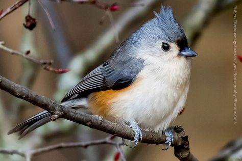 Tufted Titmouse Painting, Tufted Titmouse Drawing, Tufted Titmouse Bird, Tufted Titmouse, Song Birds, Nuthatch Bird, Titmouse Bird, Bird Painting Acrylic, Black Capped Chickadee