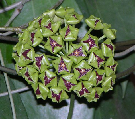 Hoya cinnamomifolia Hoya Cinnamomifolia, Hoya Flowers, Plants, Flowers