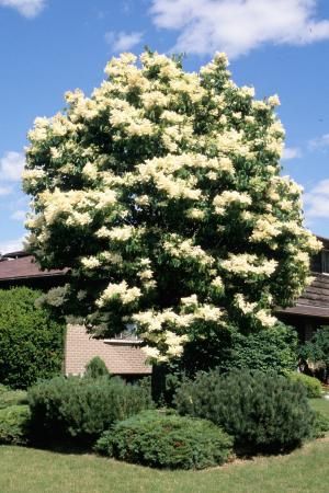 Syringa reticulata japanese tree lilac - landscape ontario.com Green for Life Lilac Landscape, Syringa Reticulata, White Lilac Tree, Japanese Lilac Tree, Japanese Lilac, Lilac Plant, Summer Snow, Bird Nests, Japanese Tree