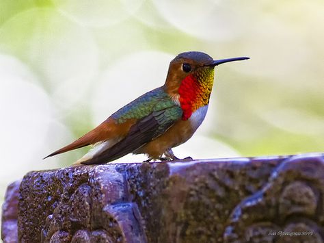 Allen's Hummingbird | Coyote Hills Regional Park, Fremont, C… | Lee Greengrass | Flickr Allen's Hummingbird, Beautiful Hummingbirds, Hummingbirds Photography, Hummingbird Moth, Hummingbird Pictures, Hummingbird Garden, Spring Fever, Little Birds, Dragonflies