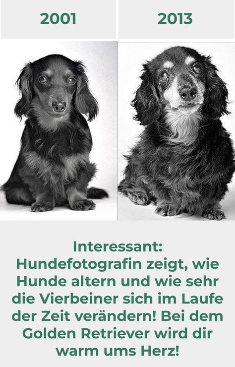 Hunde altern, jedoch schneller als wir Menschen. Die meisten Hunde werden nicht älter als 15 Jahre und bekommen schon nach der Hälfte die ersten grauen Haare. Eine Fotografin zeigt mit interessanten Fotos wie Hunde älter werden und wie sie sich im Laufe der Zeit verändern! Eine interessante Perspektive! Gas Card, Pet Furniture, Shih Tzu, Humor, Dogs, Furniture, Quick Saves, Humour