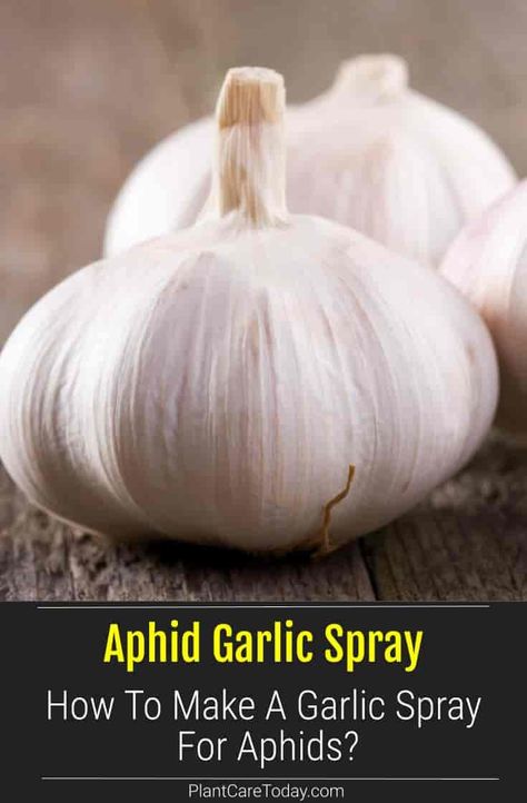 Trouble with aphids? We share how to make a garlic spray for aphids? Make your own concentrated spray sufficient for preventative measures. Garlic Spray For Garden Pest Control, Aphids On Plants, Aphid Spray, Glass Cleaner Recipe, Pest Spray, Common Garden Plants, Planting Garlic, Natural Pesticides, Insect Spray