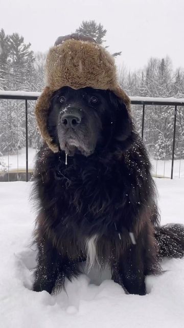 Newfoundland Dog Aesthetic, Newfoundland Dog Funny, Brown Newfoundland Dog, Newfie Dog, Bernese Dog, Smartest Dog Breeds, Hilarious Dogs, Newfoundland Puppies, Newfoundland Dogs