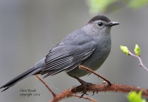 Gray Catbird | Birds of New England.com Grey Catbird, Gray Catbird, Cat Bird, Bird Photos, Colorful Bird, Bird Pictures, Bird Photo, Colorful Birds, Bird Species