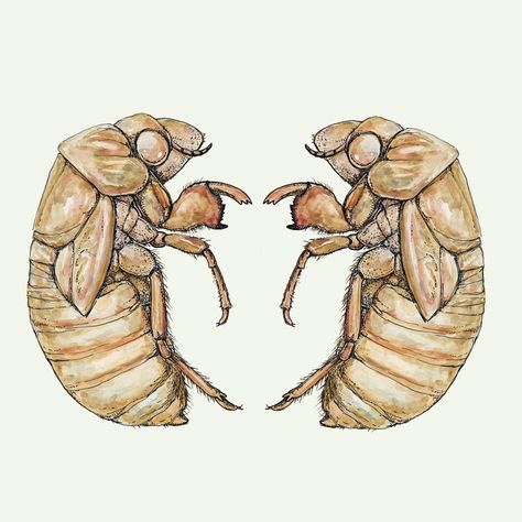 Insect Drawings, Cicada Shell, Cicada Art, Cicada Tattoo, Shell Tattoo, Shell Tattoos, Bug Art, Amazing Artwork, Beautiful Bugs